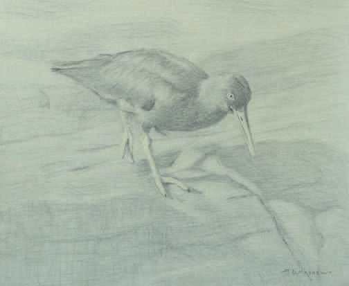 Right side study of a black oystercatcher with raised leg