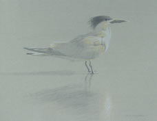 Right side study of an elegant tern, its shadow and reflection