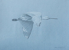 Right side study of a flying juvenile roseate spoonbill