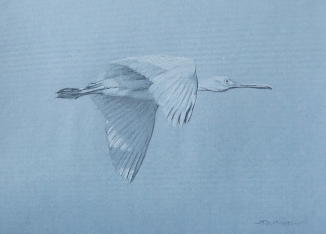 Right side study of a flying juvenile roseate spoonbill with upwards wings