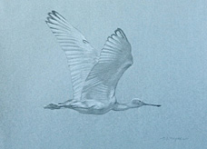 Right side study of a flying juvenile roseate spoonbill with upwards wings
