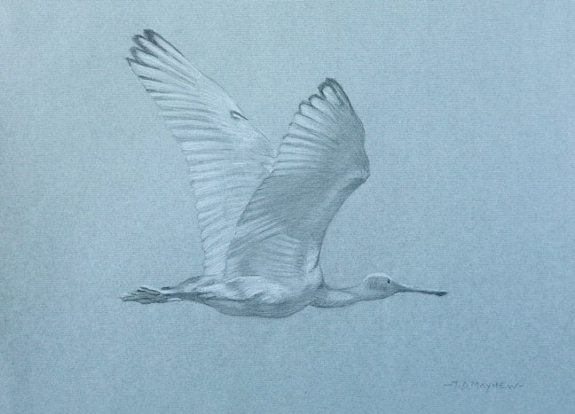 Right side study of a flying juvenile roseate spoonbill with upwards wings