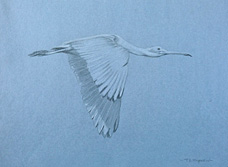 Right side study of a flying juvenile roseate spoonbill with wings downwards