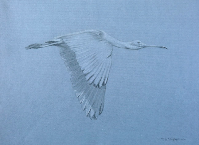 Right side study of a flying juvenile roseate spoonbill with upwards wings