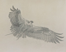 Right side study of a flying osprey