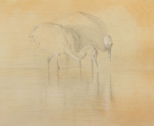 Right side study of a juvenile and adult sandhill crane 