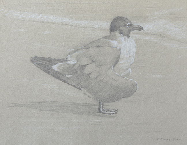 Right side study of a laughing gull with wings held to its side