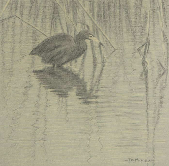 Right side study of a little blue heron