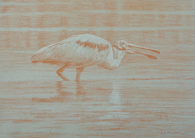 Right side study of a roseate spoonbill walking in water