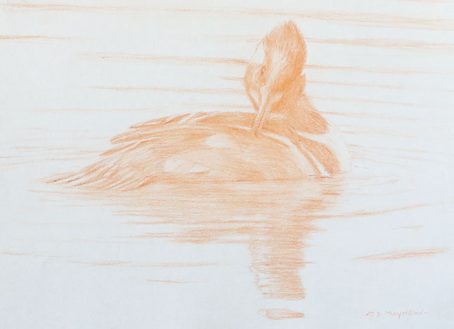 Right side study of a swimming male hooded merganser preening its back
