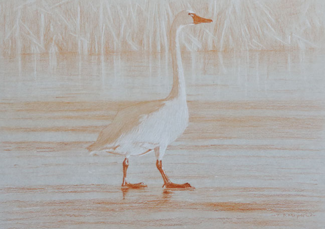 Right side study of a tundra swan standing on ice 