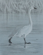 Right side study of a tundra swan walking on ice with right foot forward