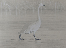 Right side study of a tundra swan walking on ice