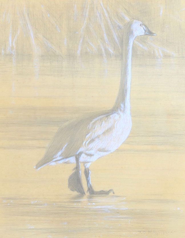Right side study of a tundra swan walking on ice with right foot raised