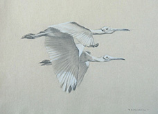 Right side study of two flying roseate spoonbills