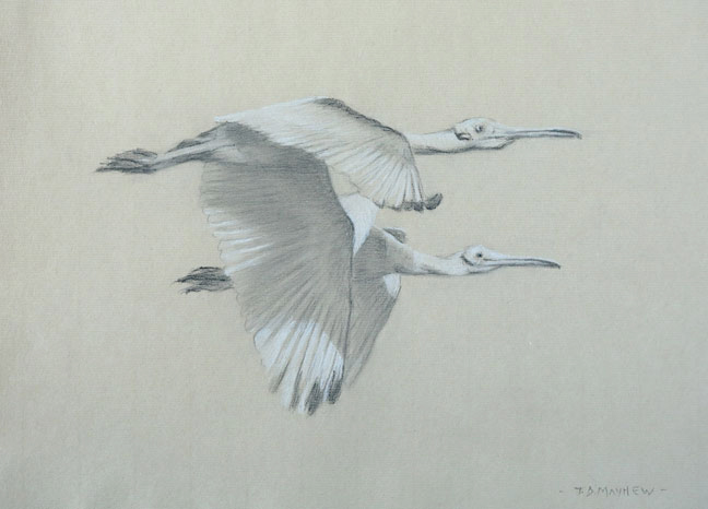 Right side study of two flying roseate spoonbills