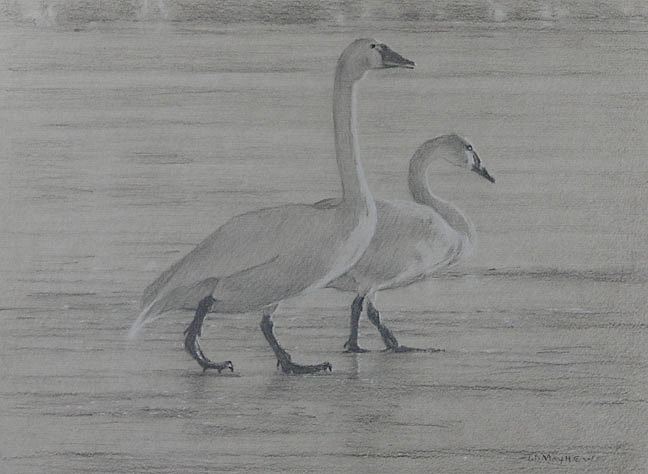 Right side study of two tundra swans walking on ice