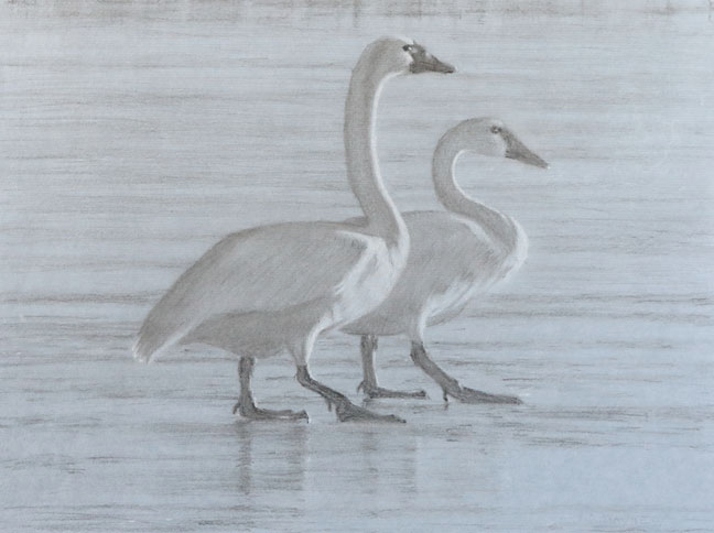 Right side study of two tundra swans walking on ice