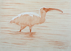 Right side study of a white ibis with raised head