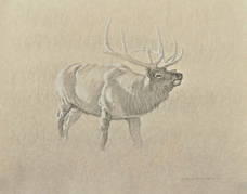 Right Side Study of a Bull Elk Sniffing the Air