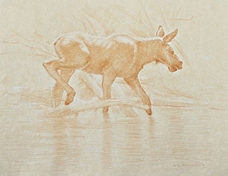 Right Side Study of a Moose Calf Entering the Water