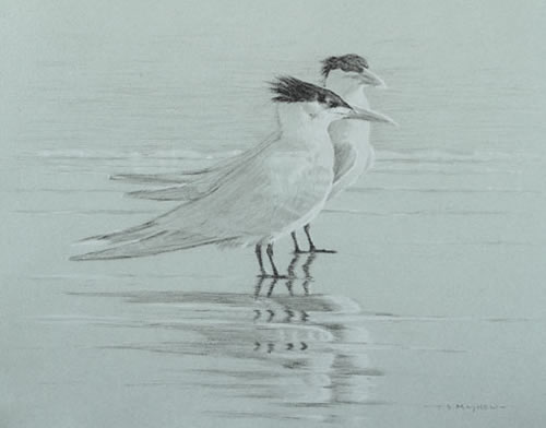 Right Side Study of Two Royal Terns