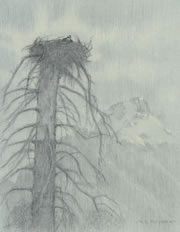 Study of an Osprey in its Nest