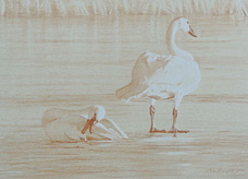 Study of a standing and a preening tundra  swan