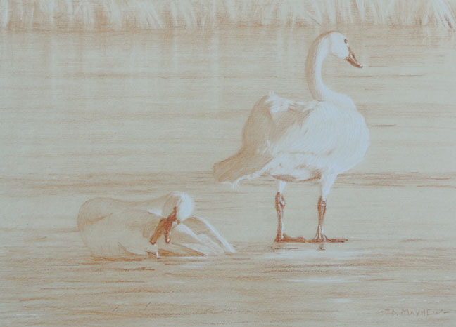 Study of a standing and a preening tundra swan
