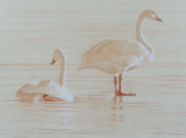 Study of a swimming tundra swan and a standing tundra swan
