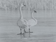 Study of two tundra swans standing on ice