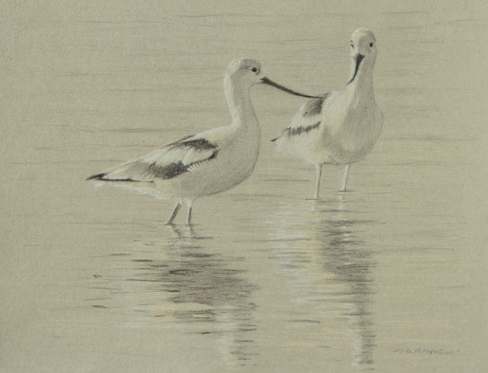 Study of two American avocets in water