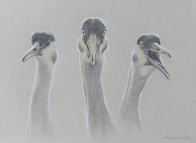 Three head studies of sandhill cranes