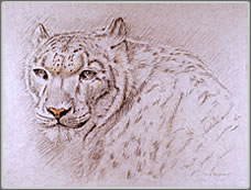 Tocchi di Rosso; Head and Shoulder Study of a Snow Leopard Turning to the Left